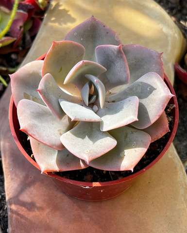 Echeveria Dusty Rose