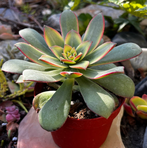 Aeonium Kiwi