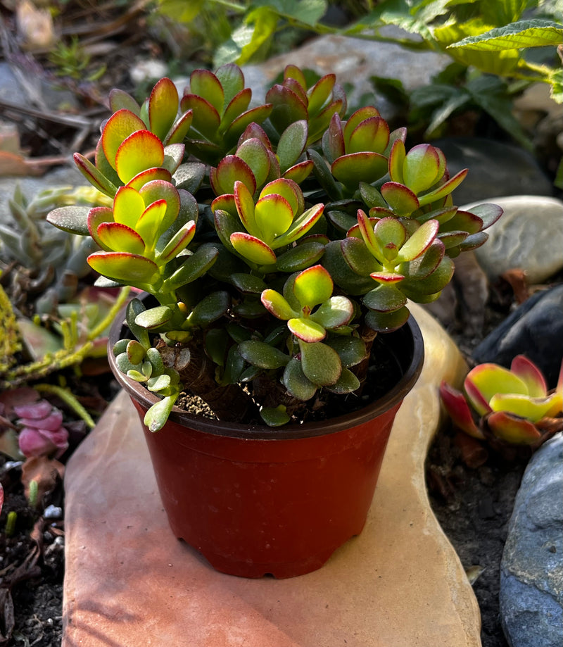 Jade Plant