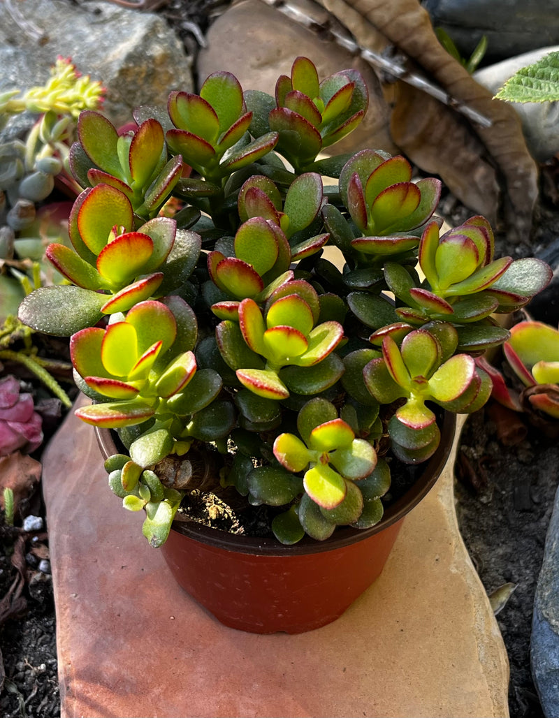 Jade Plant