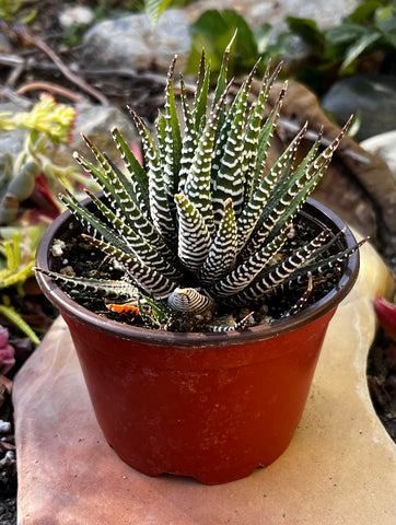 Haworthia Zebra/ Best Beginner Succulent