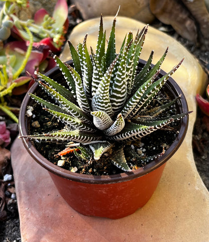 Haworthia Zebra/ Best Beginner Succulent