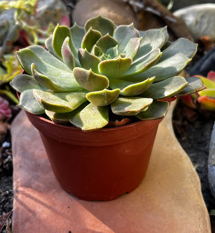 Echeveria Green Wheel