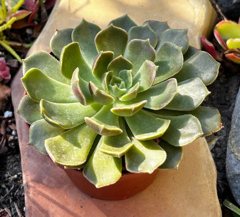 Echeveria Green Wheel