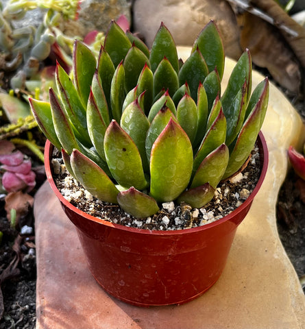 Echeveria Agavoides Christmas