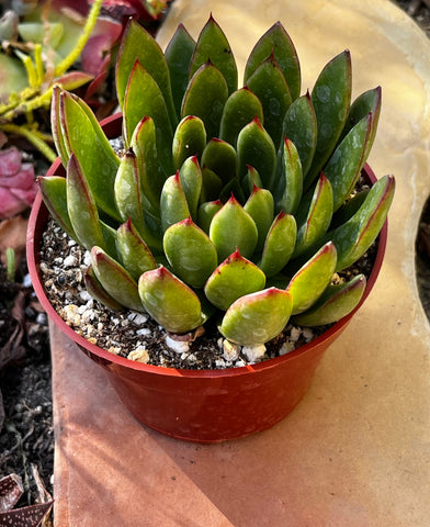 Echeveria Agavoides Christmas