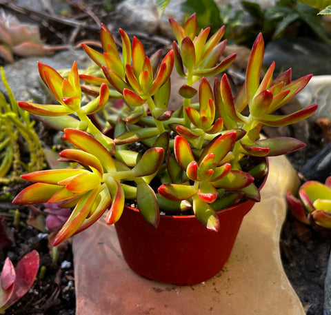 Sedum Firestorm