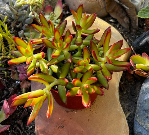 Sedum Firestorm