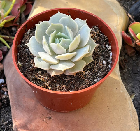 Echeveria Lola