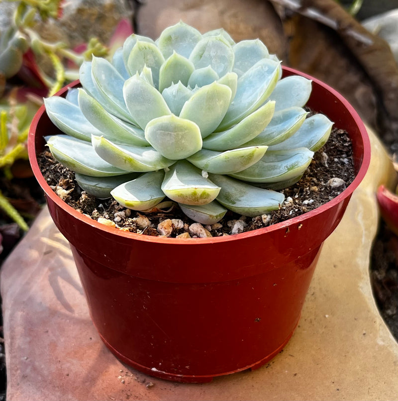 Echeveria Elegans Mexican Snowball