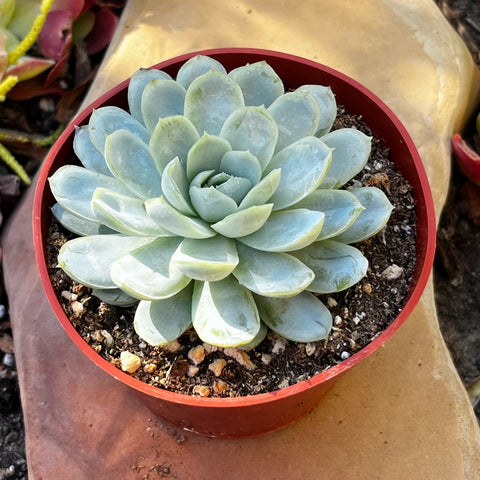 Echeveria Elegans Mexican Snowball