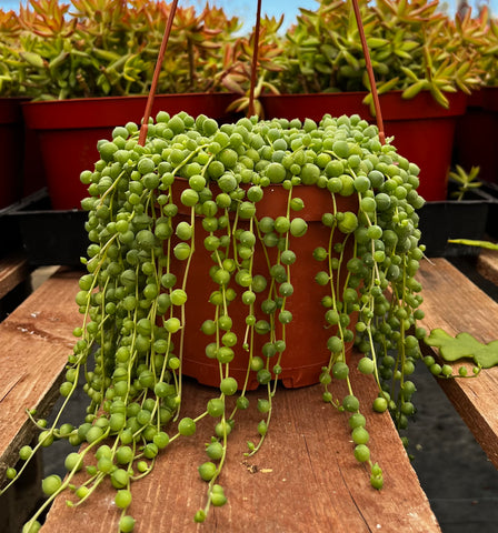 Hanging String of Pearls