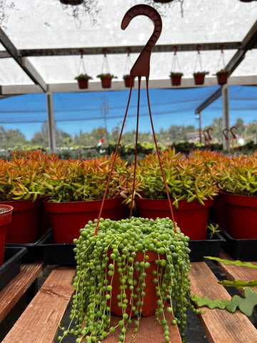 Hanging String of Pearls