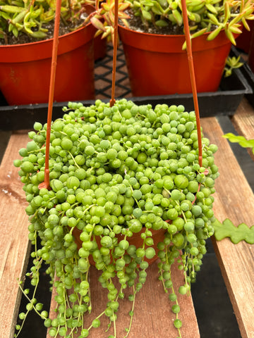 Hanging String of Pearls