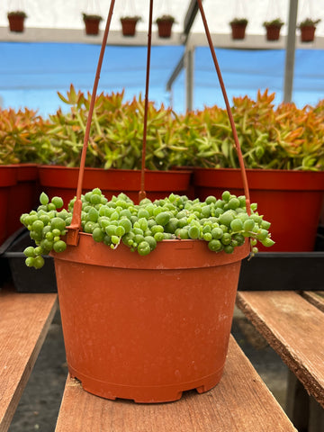 Hanging String of Pearls