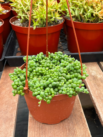 Hanging String of Pearls