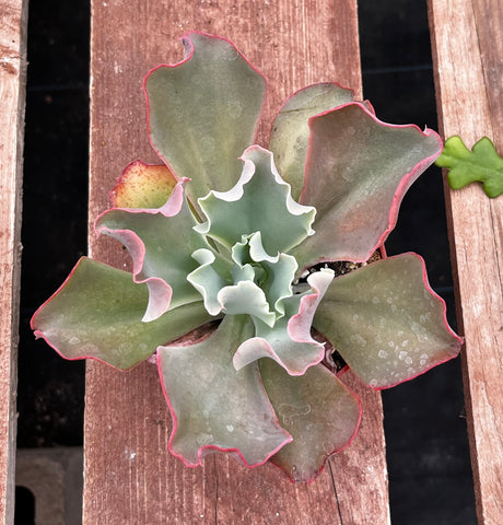 Echeveria Ruffles Succulents