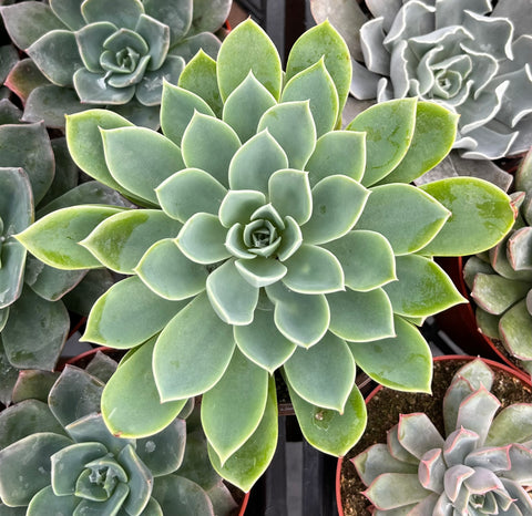 Echeveria Blue Atoll