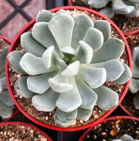 Graptoveria Fanfare