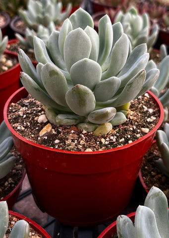 Graptoveria Fanfare