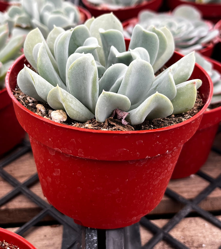 Echeveria Topsy Turvy