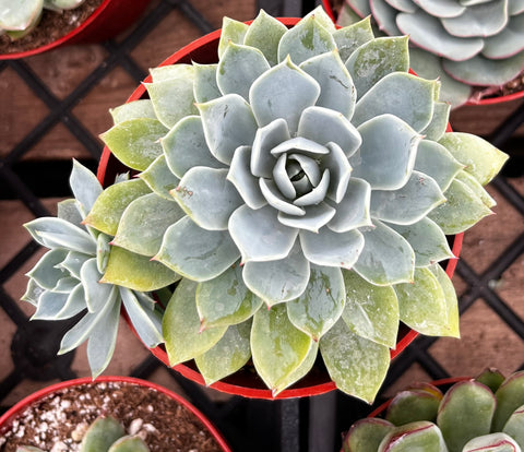 Echeveria Blue Rose