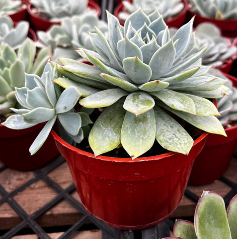 Echeveria Blue Rose