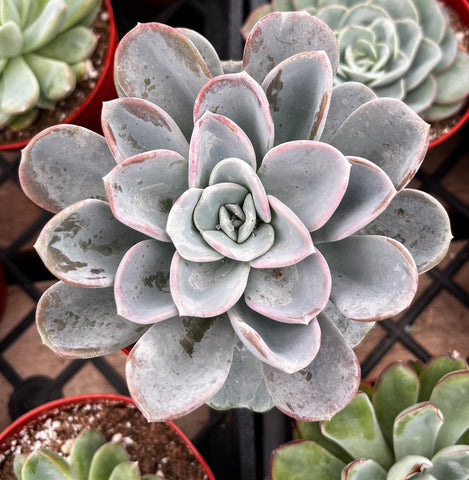 Echeveria Ice Green