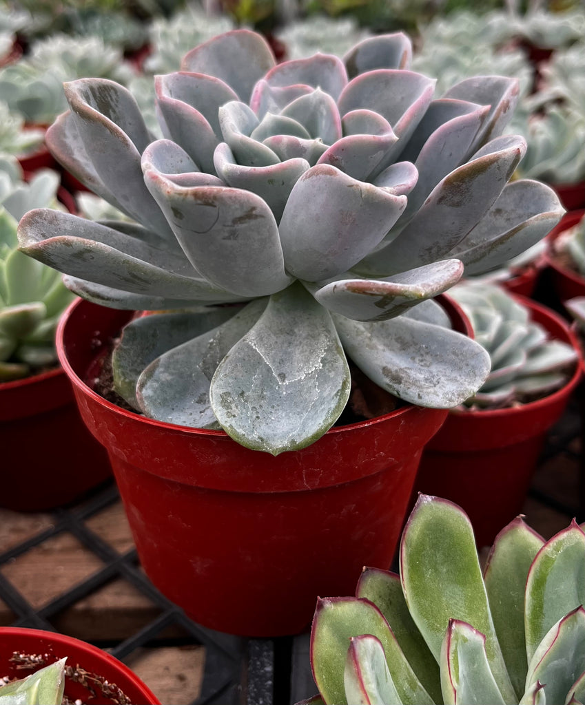 Echeveria Ice Green