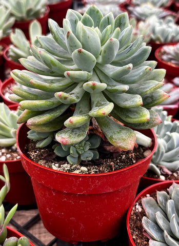 Echeveria Sedeveria Blue Elf