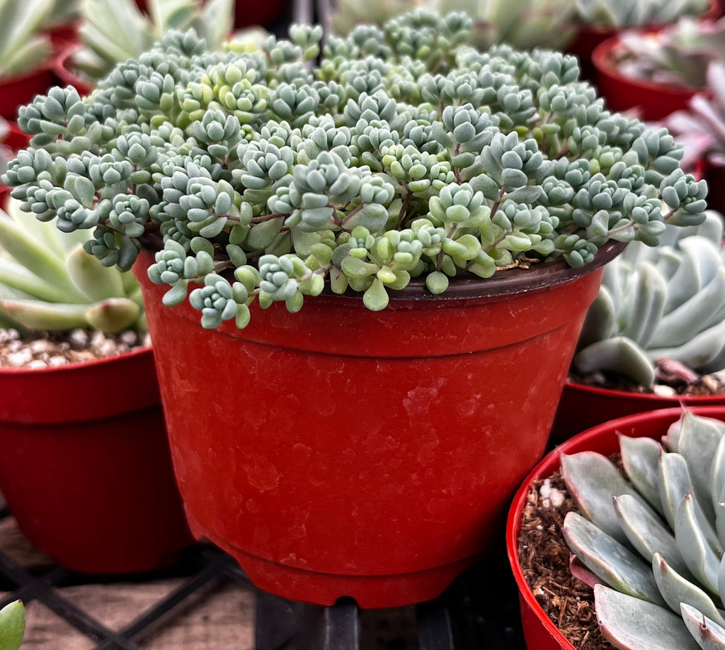 Corsican Stonecrop