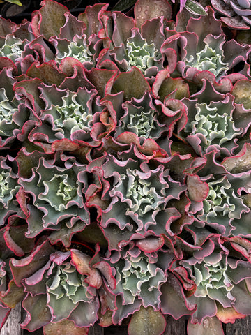 Echeveria Ruffles Succulents