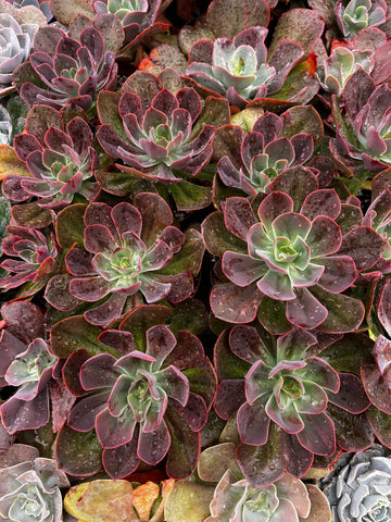 Echeveria Red Baron