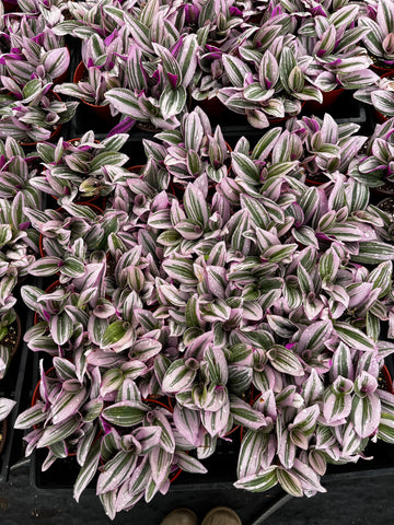 Tradescantia Zebrina