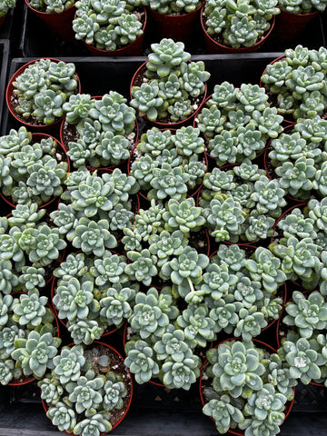 Sedum Clavatum