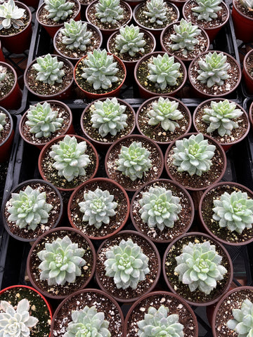 Graptopetalum Petal