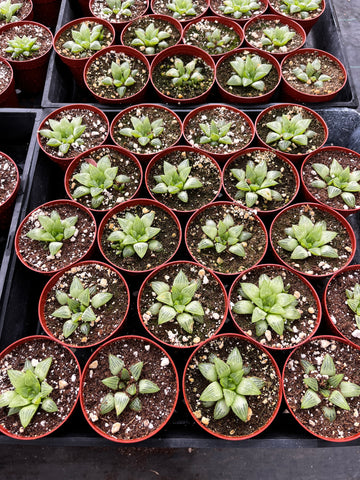 Haworthia Star Window