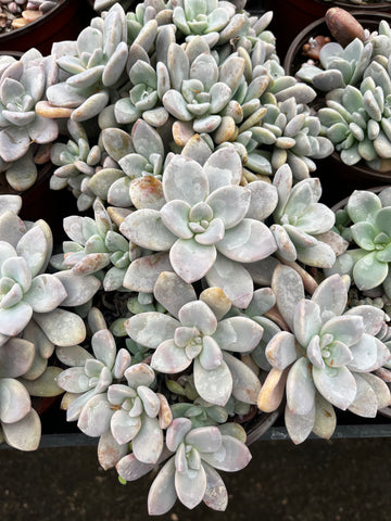 Graptoveria Ghost 6 inch