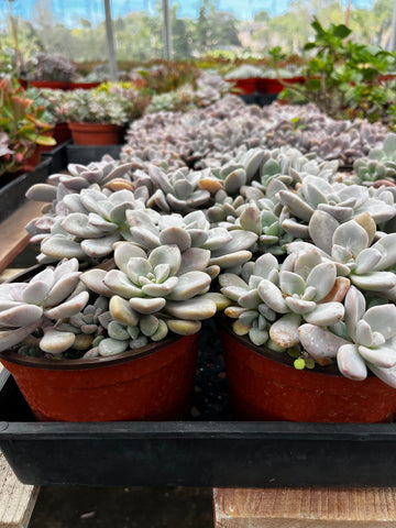 Graptoveria Ghost 6 inch