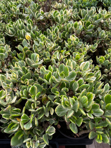 Variegated Jade 6 inch