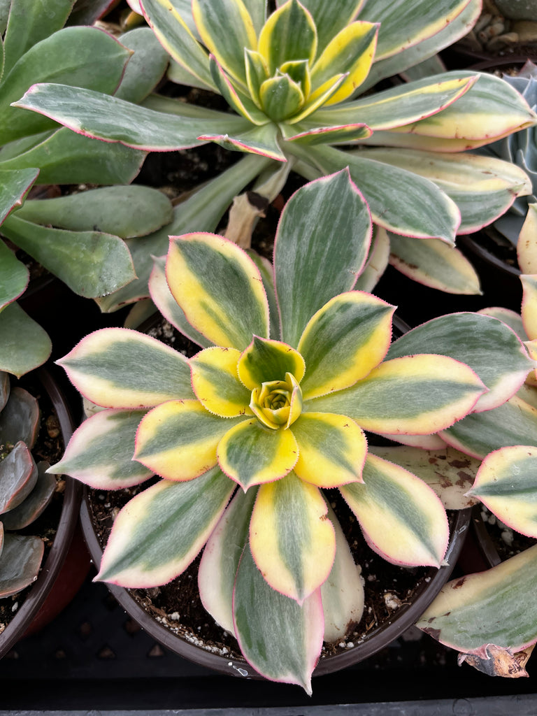 Aeonium Sunburst 6 inch