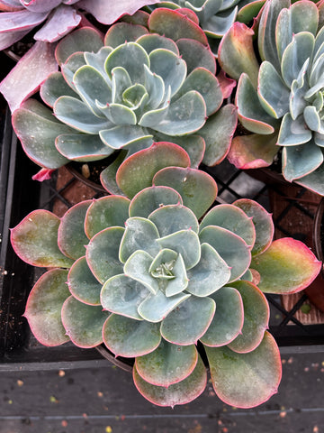 Echeveria Blue Sky 6 inch