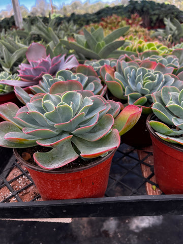 Echeveria Blue Sky 6 inch