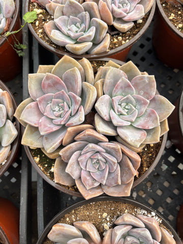 Graptopetalum Superbum