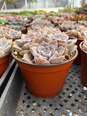 Graptopetalum Superbum