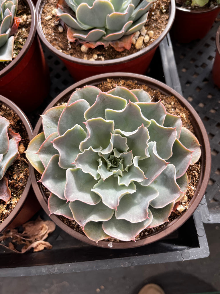 Echeveria Water Ripple 6 inch