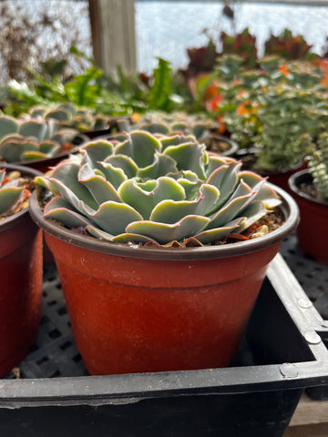 Echeveria Water Ripple 6 inch