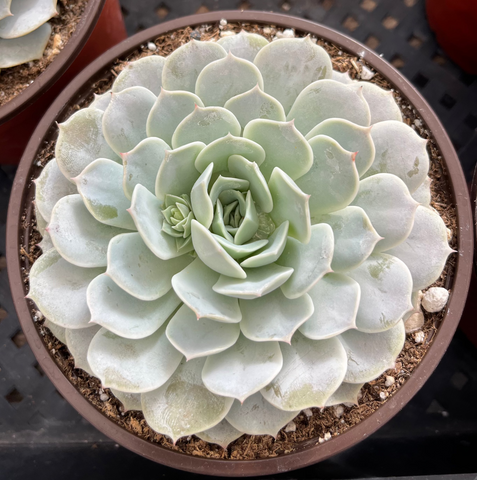 Echeveria Derenbergii (Painted Lady)