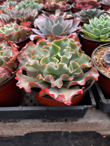 Echeveria Ruffles 6 inch