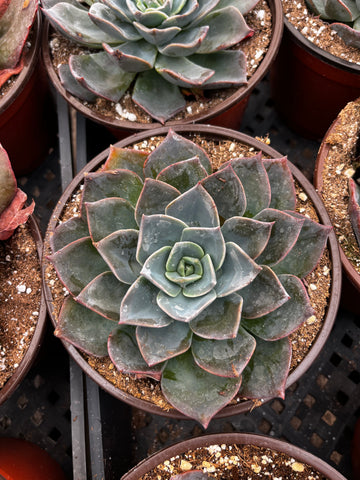 Echeveria Blue Knight 6 inch